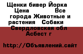 Щенки бивер Йорка  › Цена ­ 30 000 - Все города Животные и растения » Собаки   . Свердловская обл.,Асбест г.